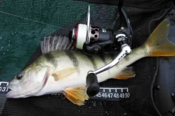 Mitchell Mag Premier Zeemolen 9 Mitchell Mag Premier Zeemolen -Mitchell mitchell mitchell mag premier zeemolen 3