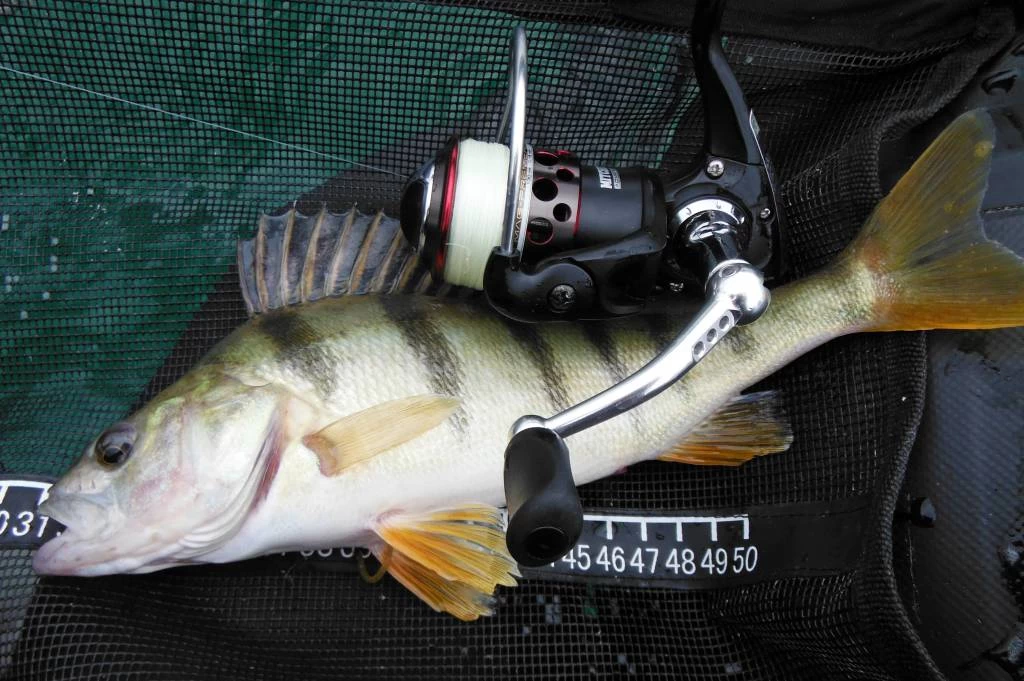 Mitchell Mag Premier Zeemolen 4 Mitchell Mag Premier Zeemolen - Afbeelding 4